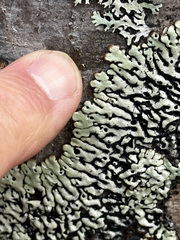 Menegazzia subsimilis