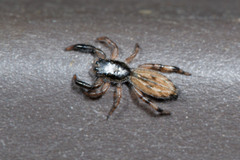 Holoplatys complanata