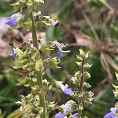Coleus scutellarioides