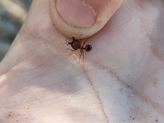 Pheidole obtusospinosa
