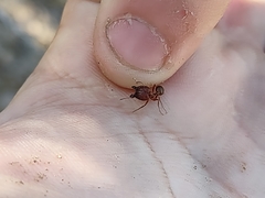 Pheidole obtusospinosa
