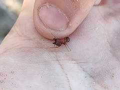 Pheidole obtusospinosa
