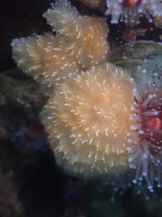 Clavelina