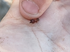 Pheidole obtusospinosa