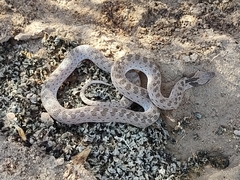 Hypsiglena chlorophaea