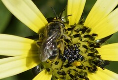Chilalictus