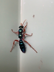 Diamma bicolor