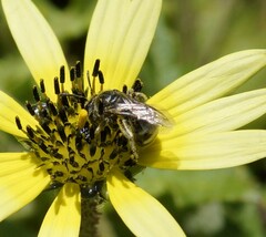 Chilalictus