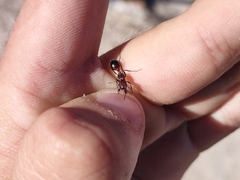 Novomessor albisetosus