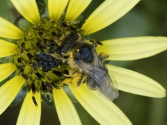 Chilalictus