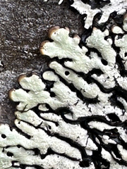 Menegazzia subsimilis