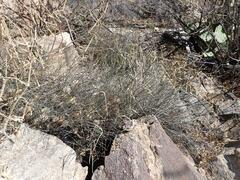 Haplophyton crooksii