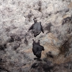 Artibeus jamaicensis