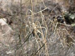 Haplophyton crooksii