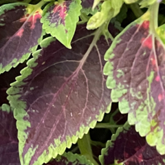 Coleus scutellarioides