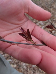 Amelanchier laevis