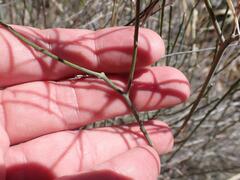 Haplophyton crooksii