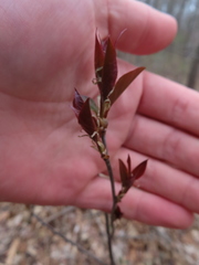 Amelanchier laevis