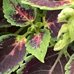 Coleus scutellarioides