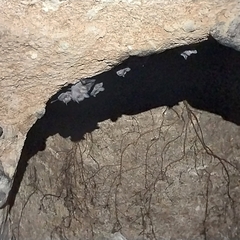 Artibeus jamaicensis