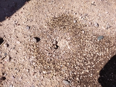 Veromessor pergandei