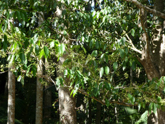 Syzygium tierneyanum