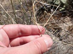 Haplophyton crooksii