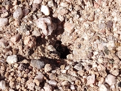 Veromessor pergandei