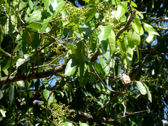 Syzygium tierneyanum