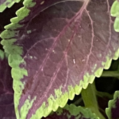 Coleus scutellarioides