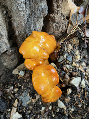 Omphalotus subilludens