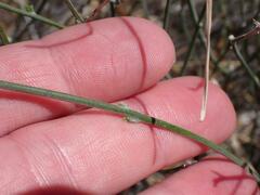 Haplophyton crooksii