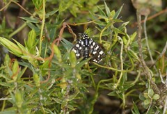 Hecatesia exultans