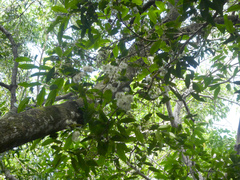 Syzygium tierneyanum