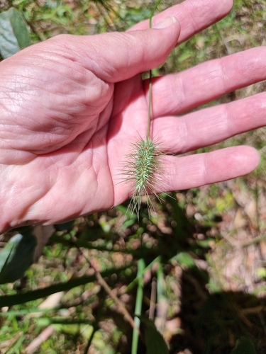 Image of Nodding Hedgehog Grass (Echinopogon nutans) by (c) Martin Rady, some rights reserved (CC BY)