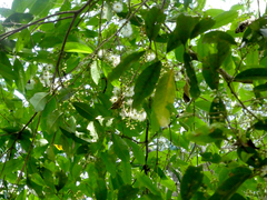 Syzygium tierneyanum