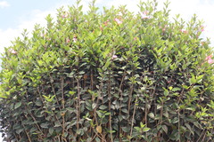 Acanthus ilicifolius