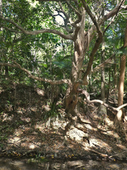 Syzygium tierneyanum