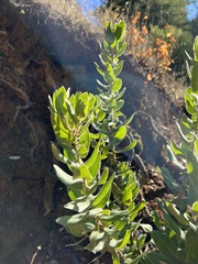 Arctostaphylos regismontana