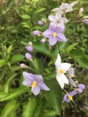 Solanum laxum