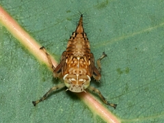 Brunotartessus fulvus