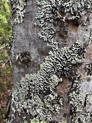 Menegazzia subsimilis