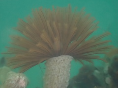 Eudistylia polymorpha