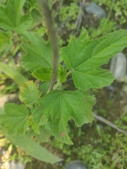 Fuertesimalva limensis