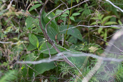 Cypripedium reginae