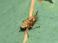 Brunotartessus fulvus