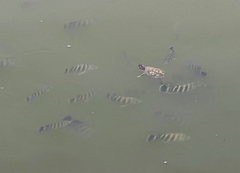 Heterotilapia buettikoferi