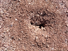 Veromessor pergandei