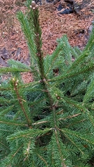 Picea rubens