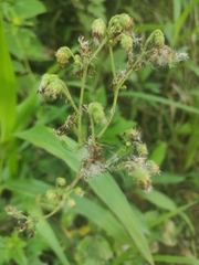 Erechtites valerianifolius
